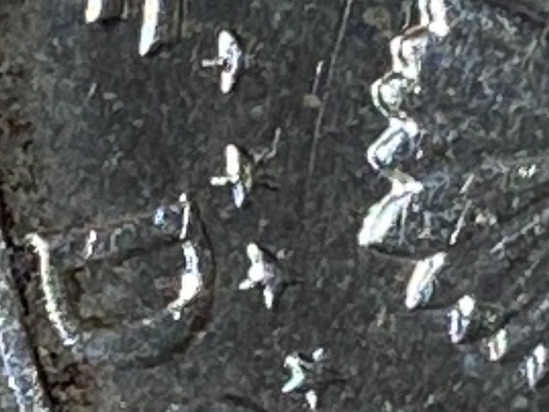 1964-Kennedy-Half-Dollars-D-Mint.-Is-This-A-SMS?